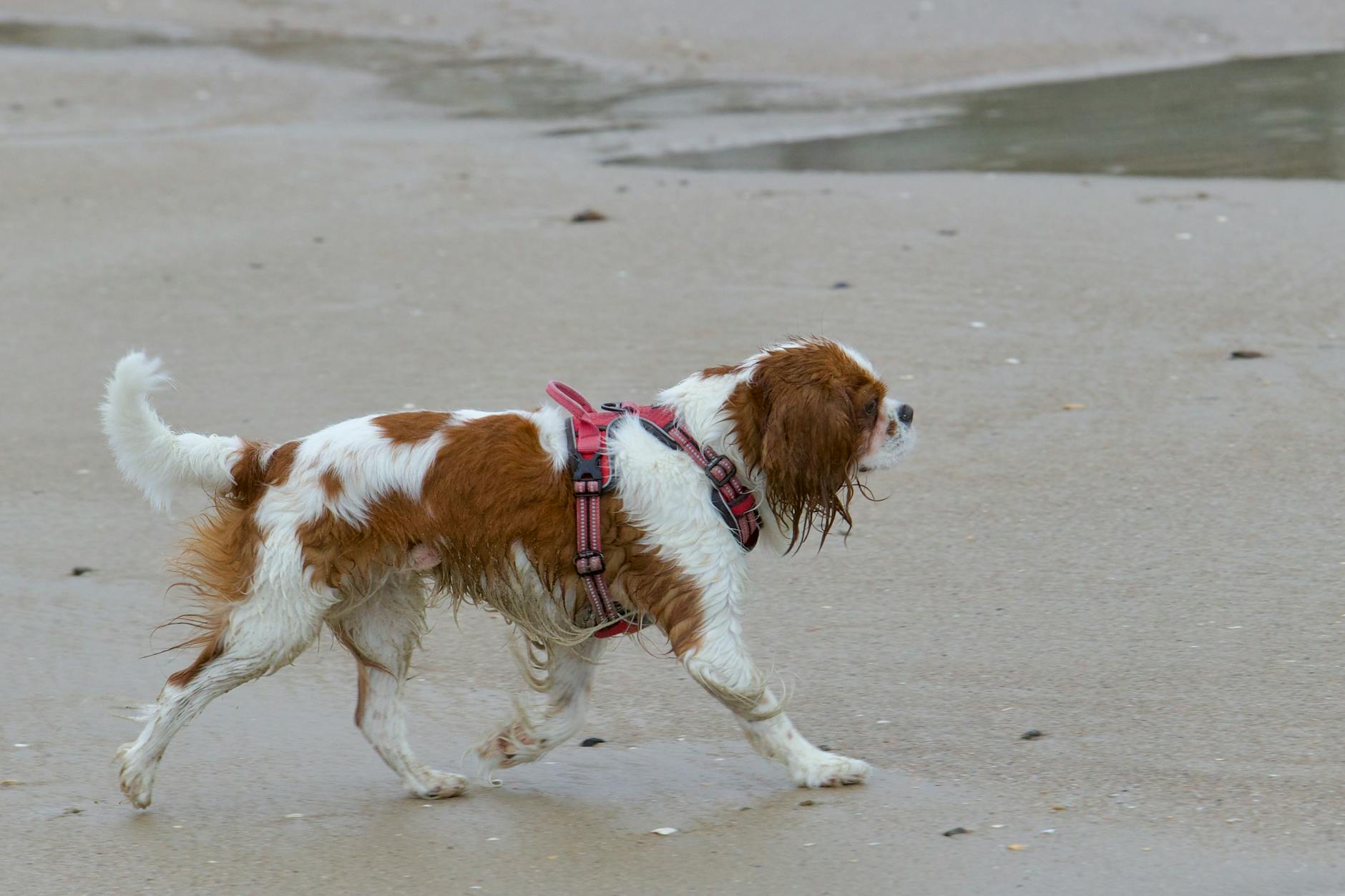 Dog walking along a sandy Cornwall beach with waves in the background