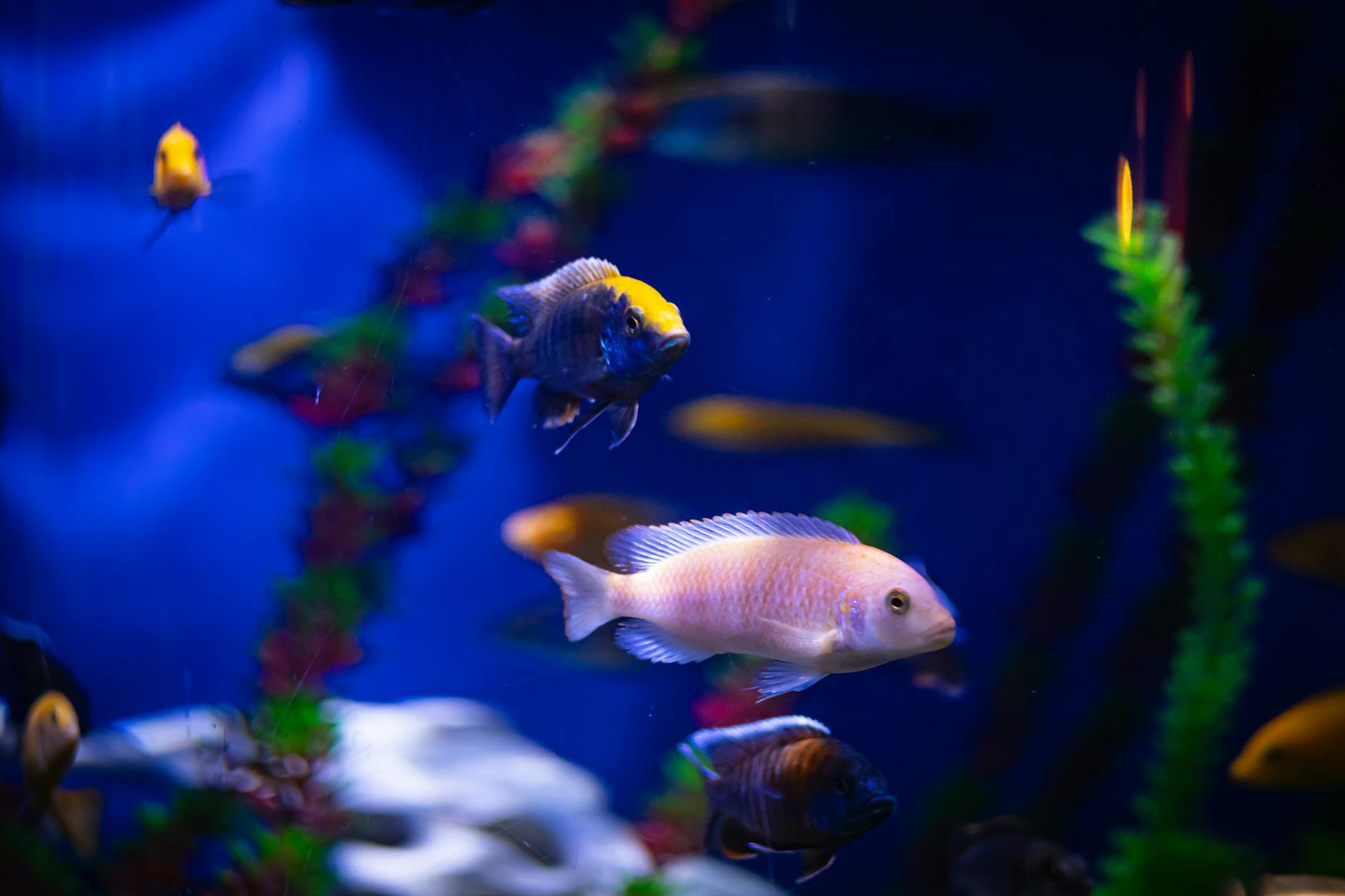 Family holidays Cornwall aquarium kids watching tropical fish