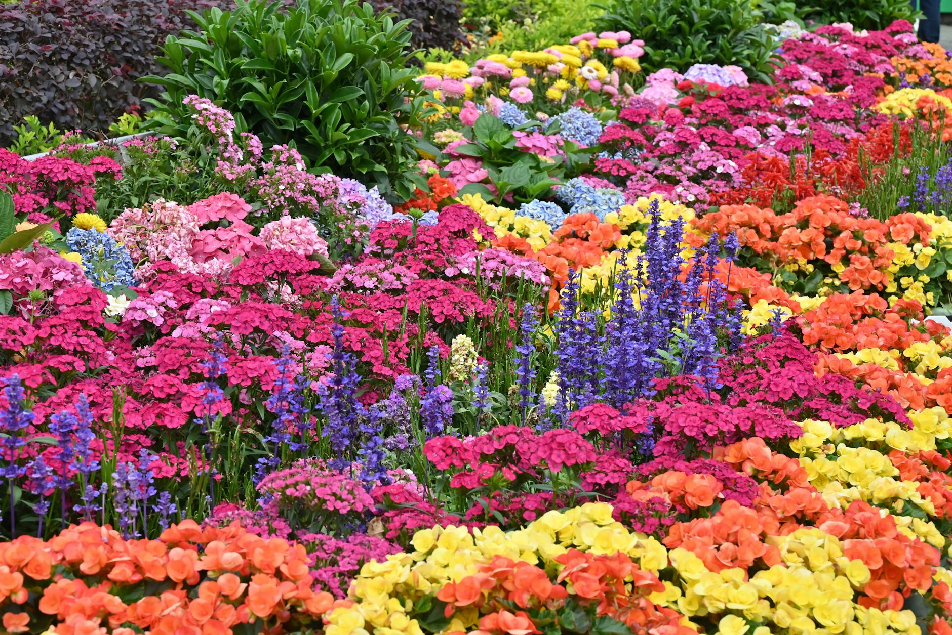 Spring garden flower show display - Cornwall events