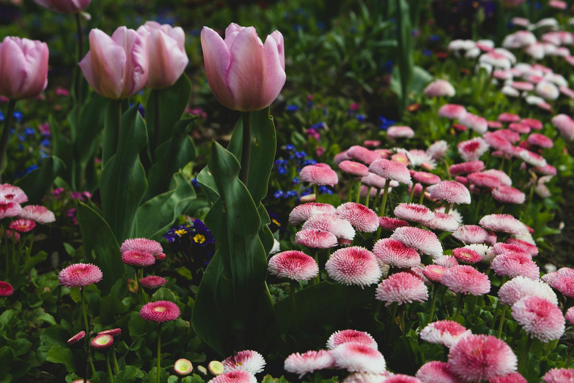 Beautiful spring flowers blooming in a Cornwall garden