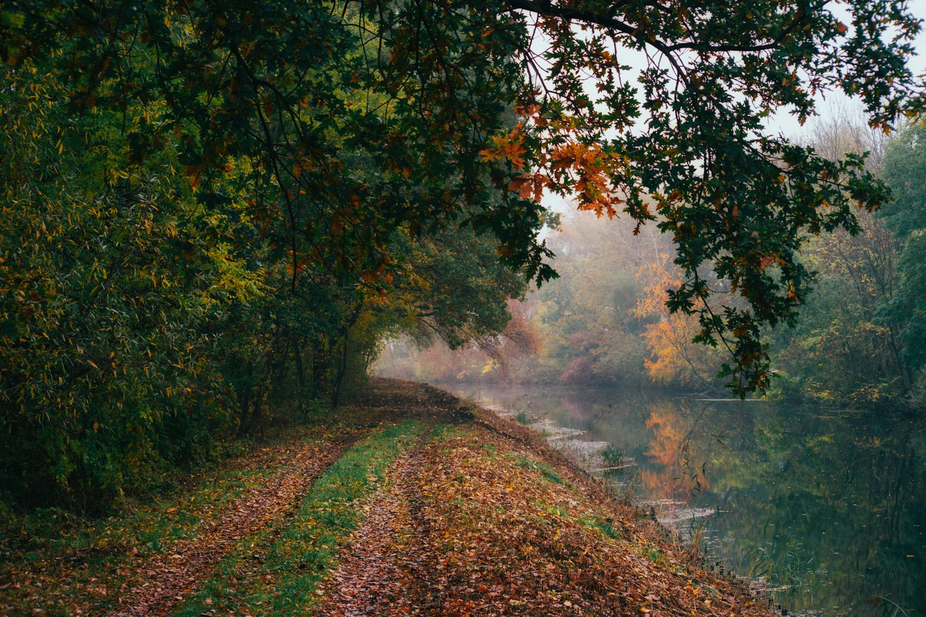 Peaceful woodland walk alongside a river in Cornwall surrounded by ancient trees