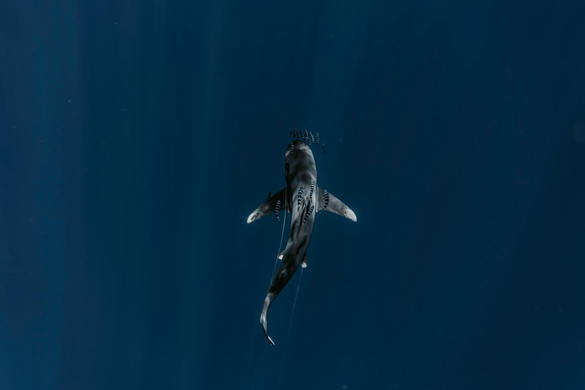 Basking shark swimming near surface - Cornwall wildlife