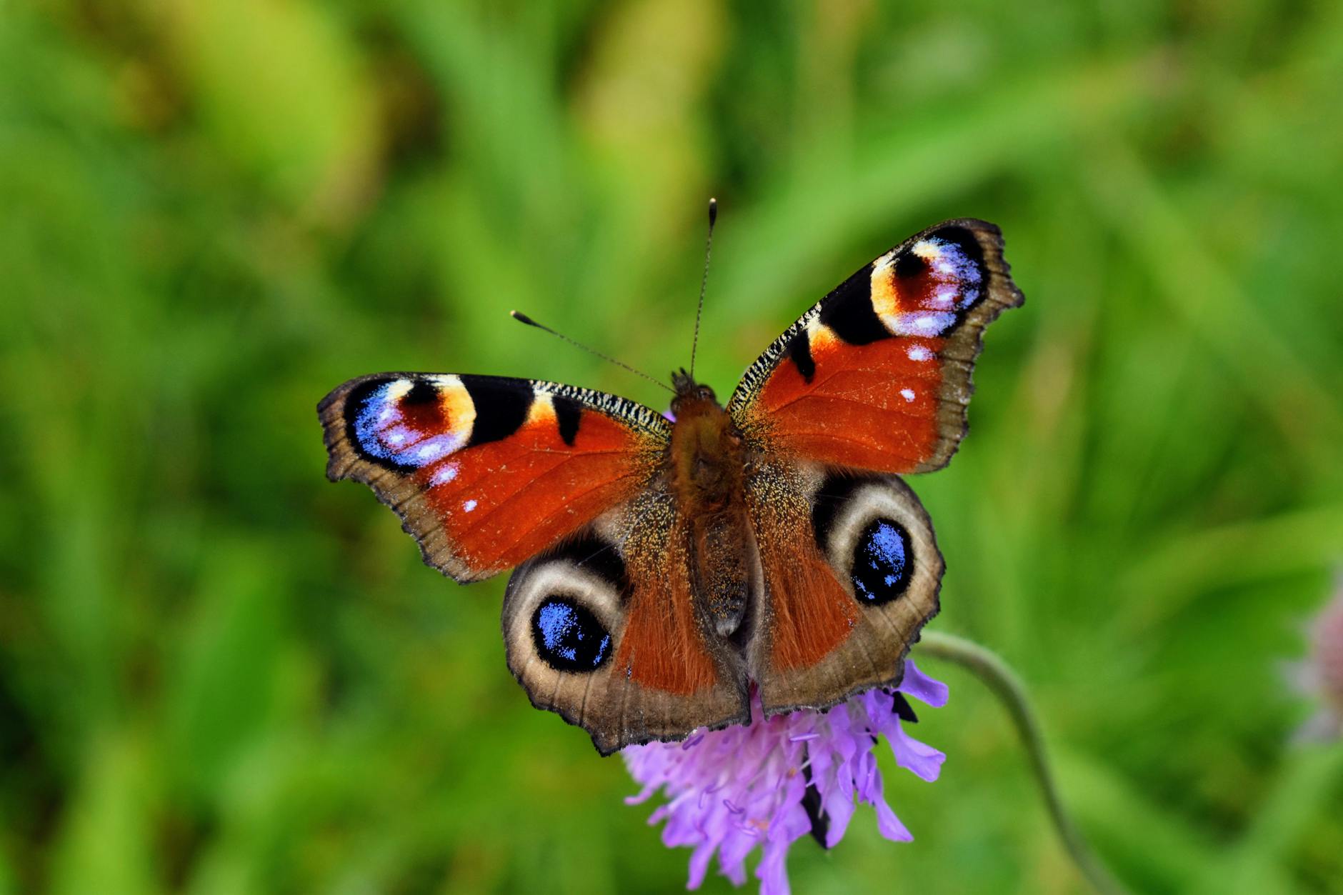 Butterfly on wildflower in meadow - Cornwall wildlife