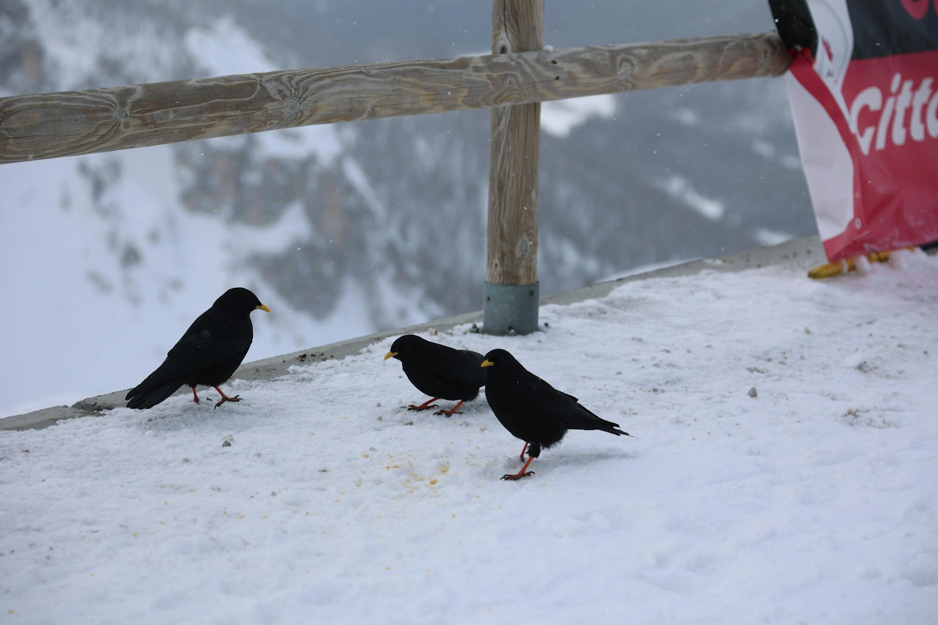 Red-billed chough on coastal cliff - Cornwall wildlife