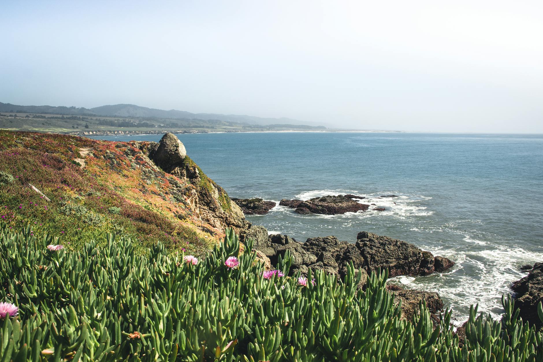 Wildflowers on coastal cliff with ocean view - Cornwall wildlife