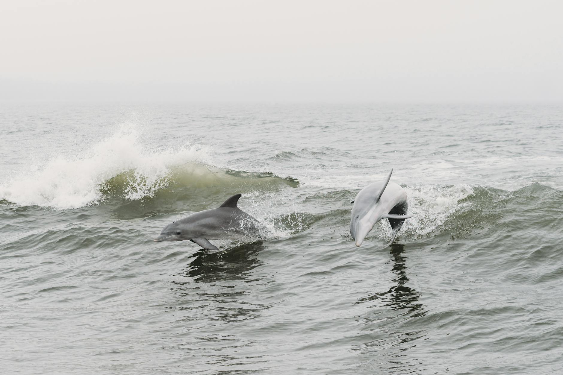 Common dolphins leaping from the ocean - Cornwall wildlife