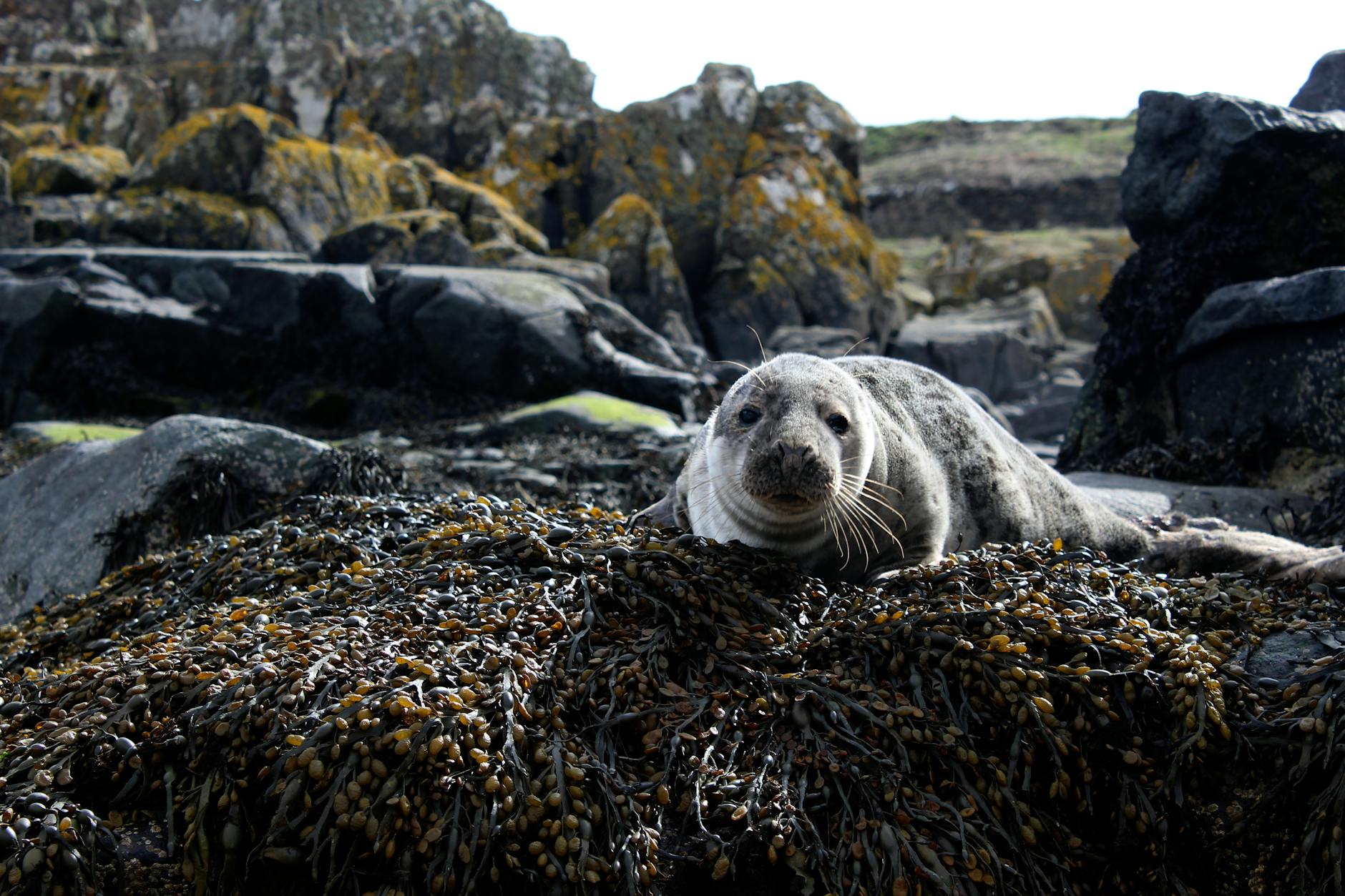 Grey seal resting on Cornwall rocks - Cornwall wildlife