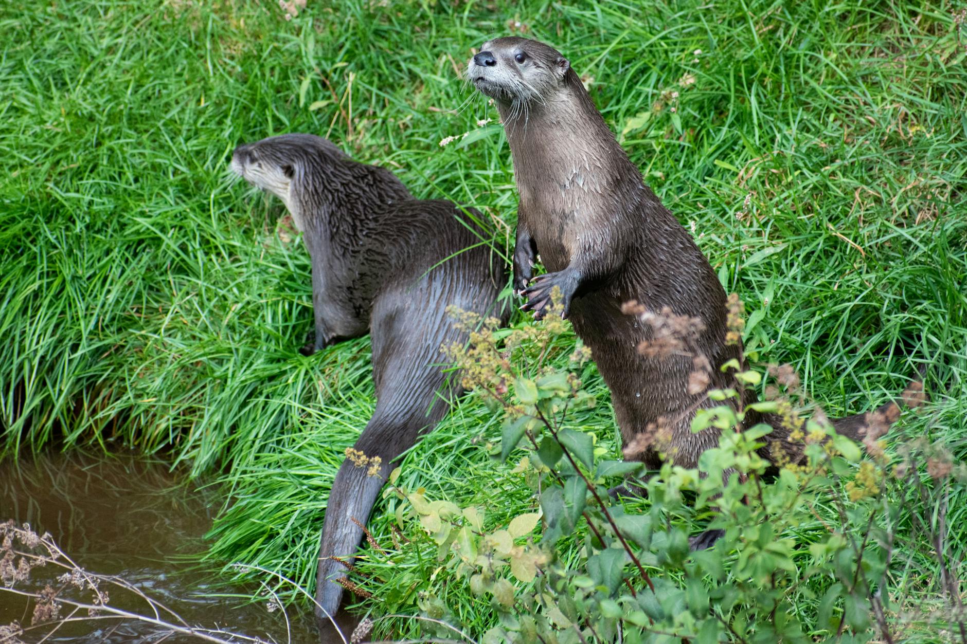 Otter in river habitat - Cornwall wildlife mammals