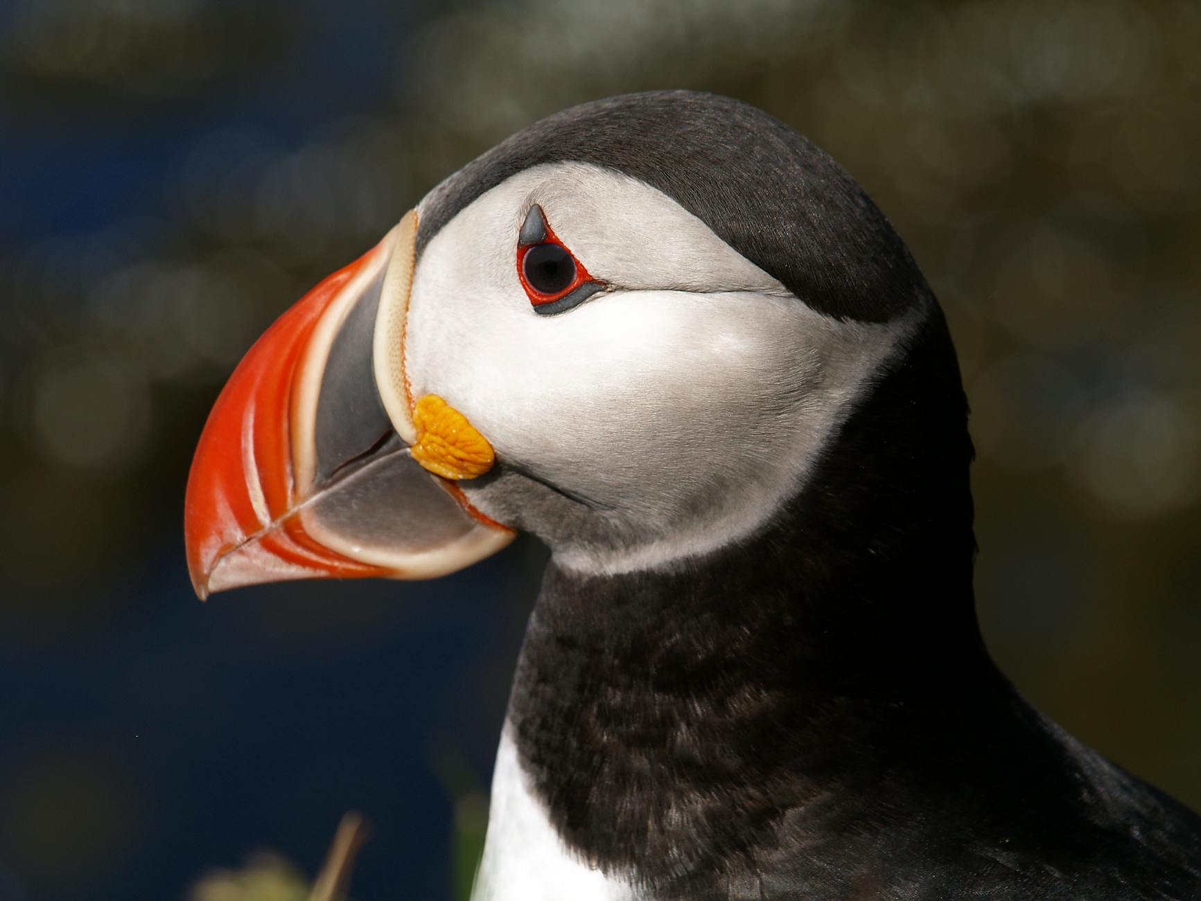 Puffin with colourful beak on cliff - Cornwall wildlife seabirds