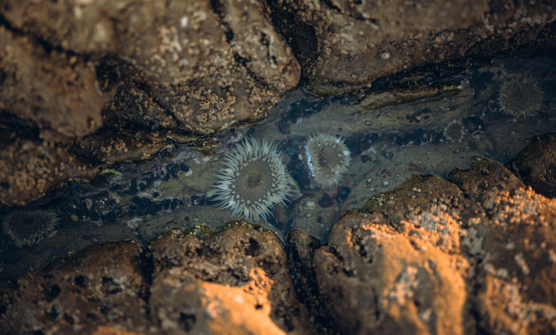 Colourful rock pool marine life - Cornwall wildlife