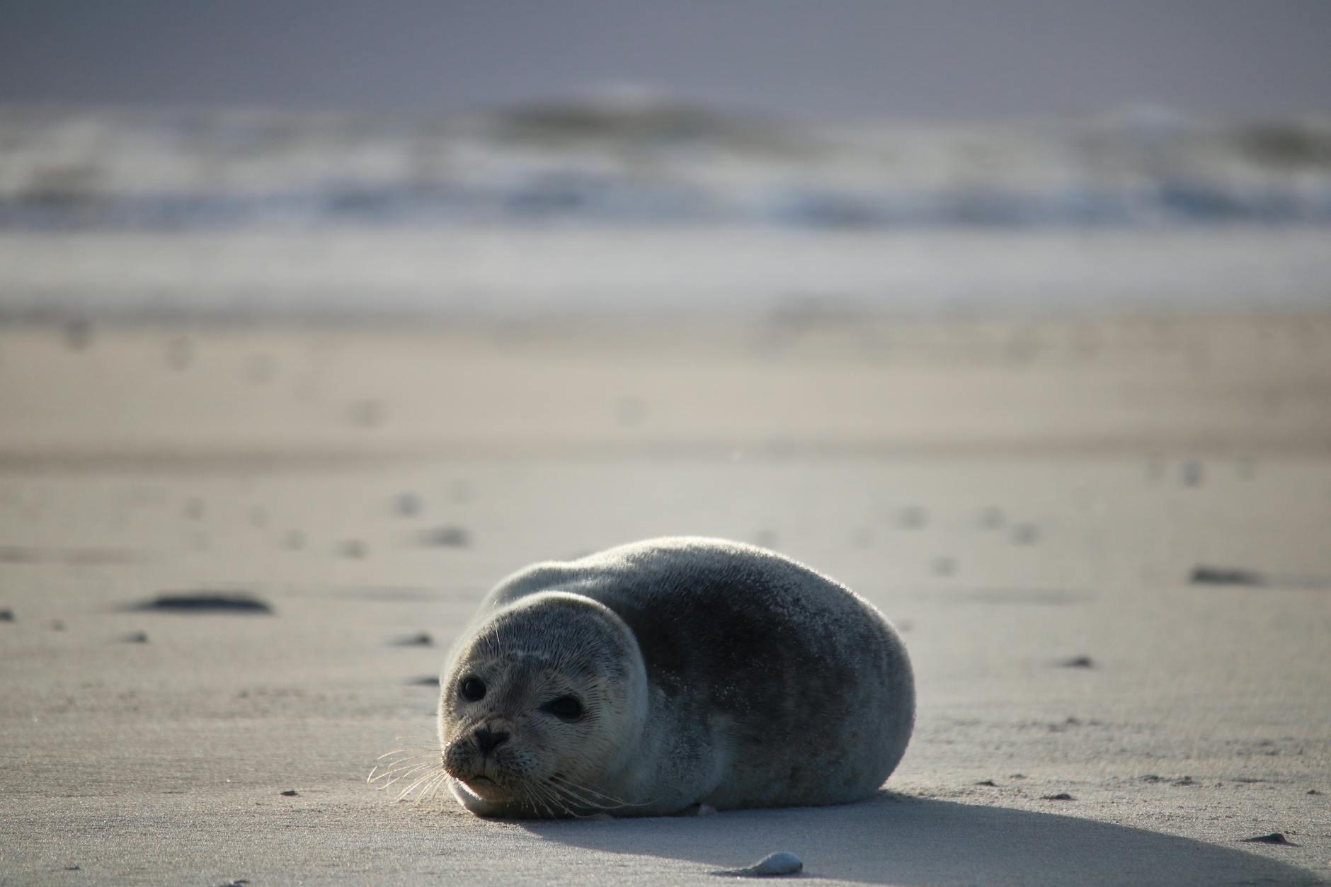 White-coated grey seal pup on beach - Cornwall wildlife