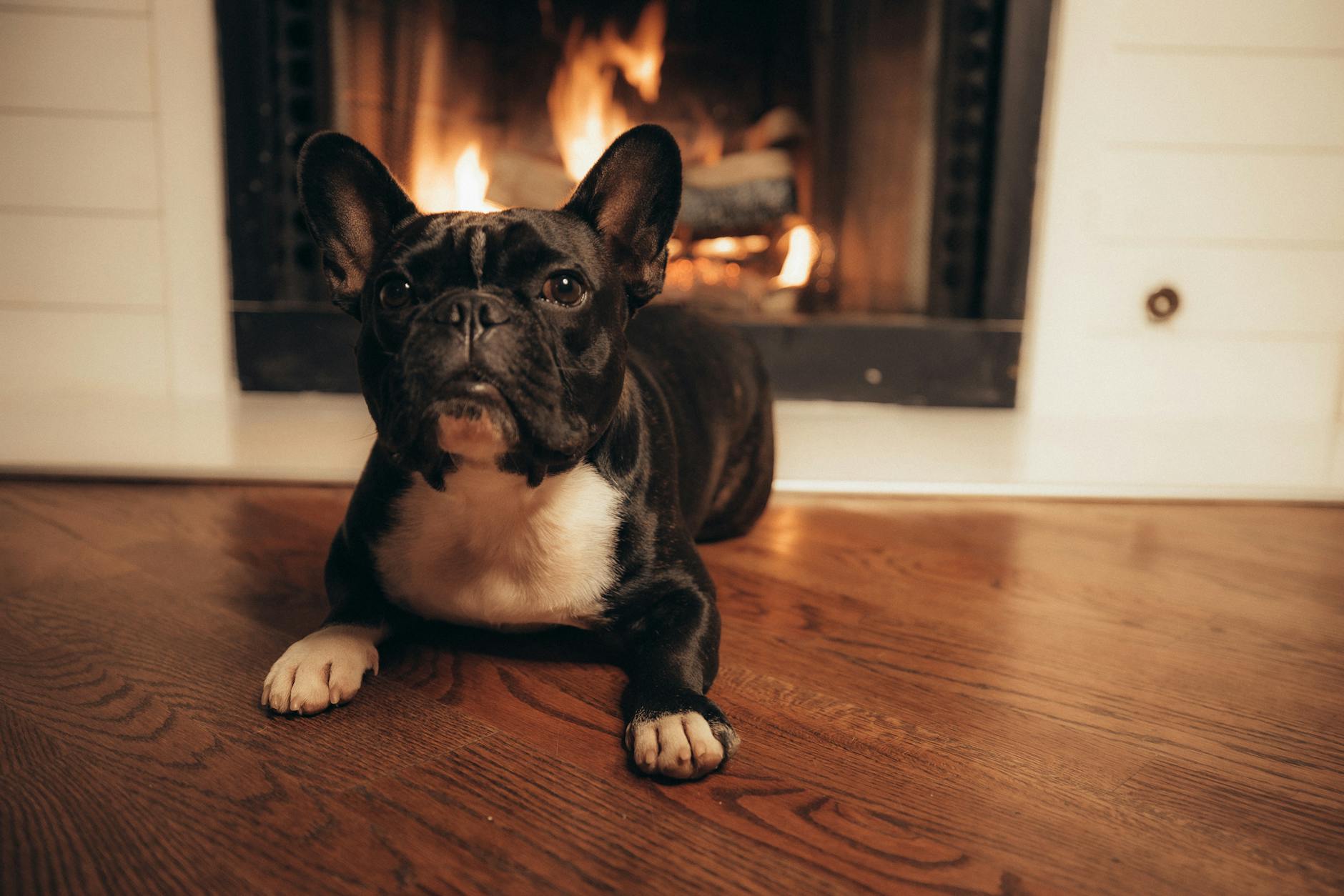 Dog-friendly bed and breakfast accommodation with cosy welcome