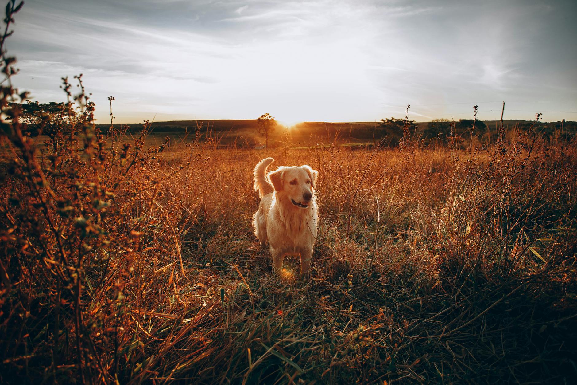 Dog-friendly countryside walks near Cornwall bed and breakfasts