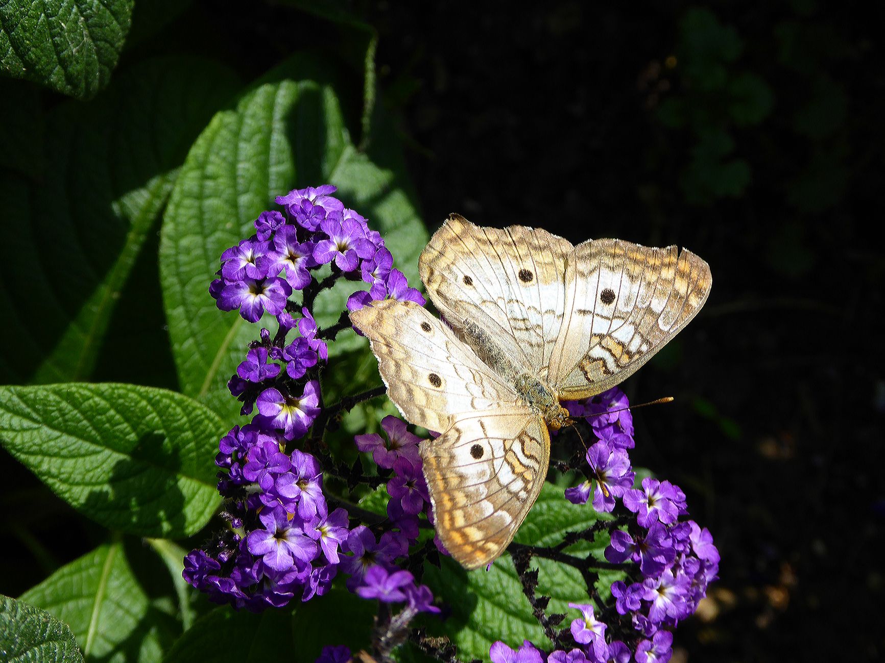 Cornish butterfly heath nectar flower