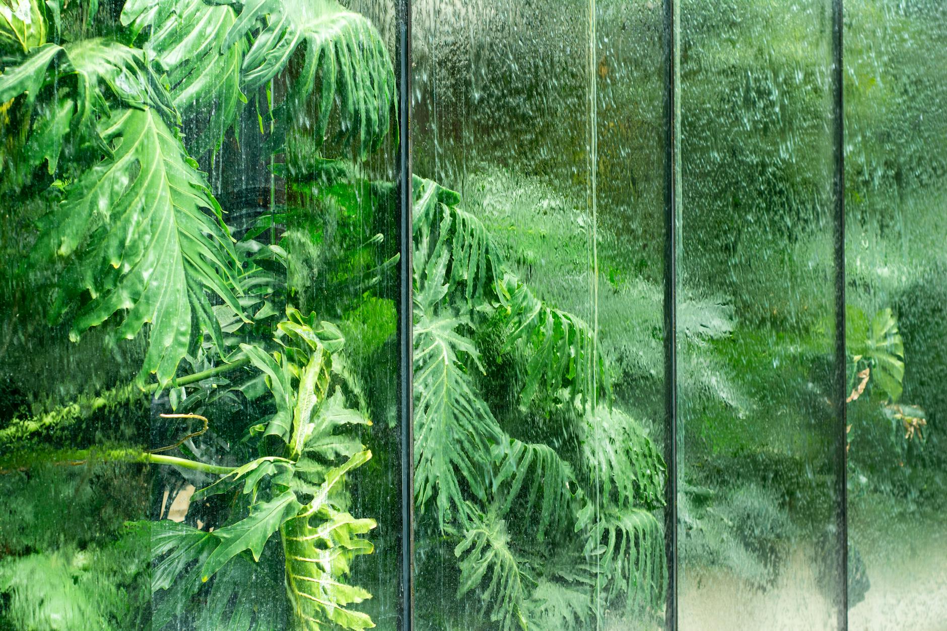 Tropical rainforest biome plants and humid air