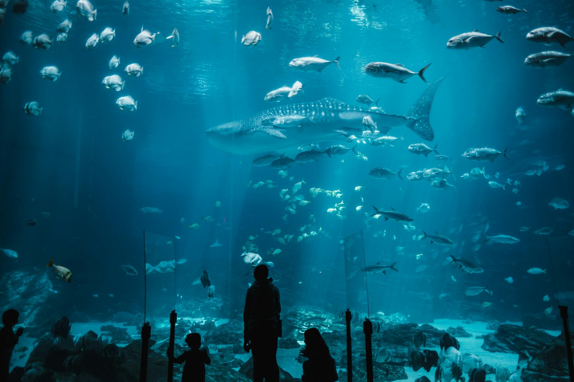 Aquarium underwater tunnel families children Cornwall