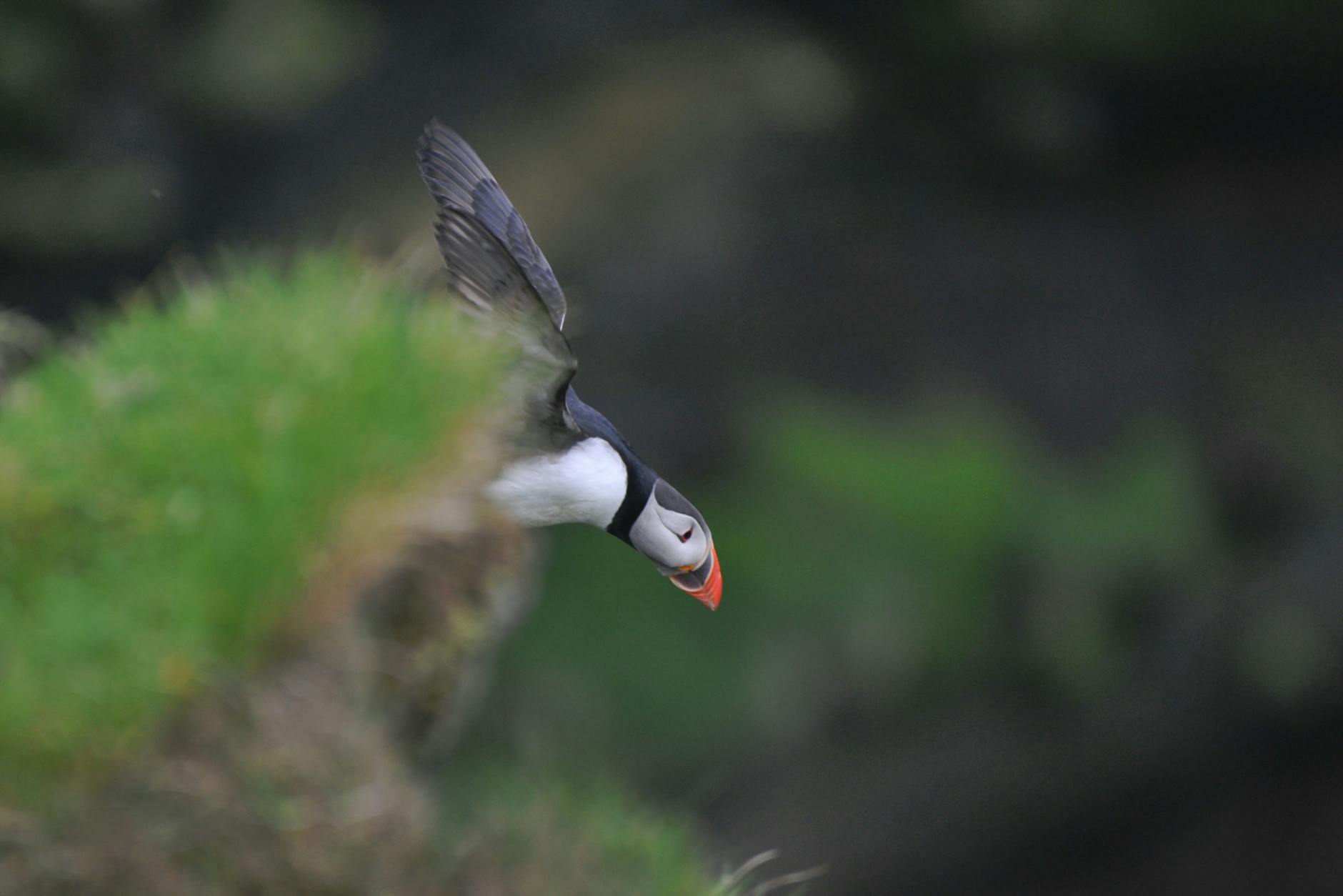 Atlantic puffin Cornwall coast