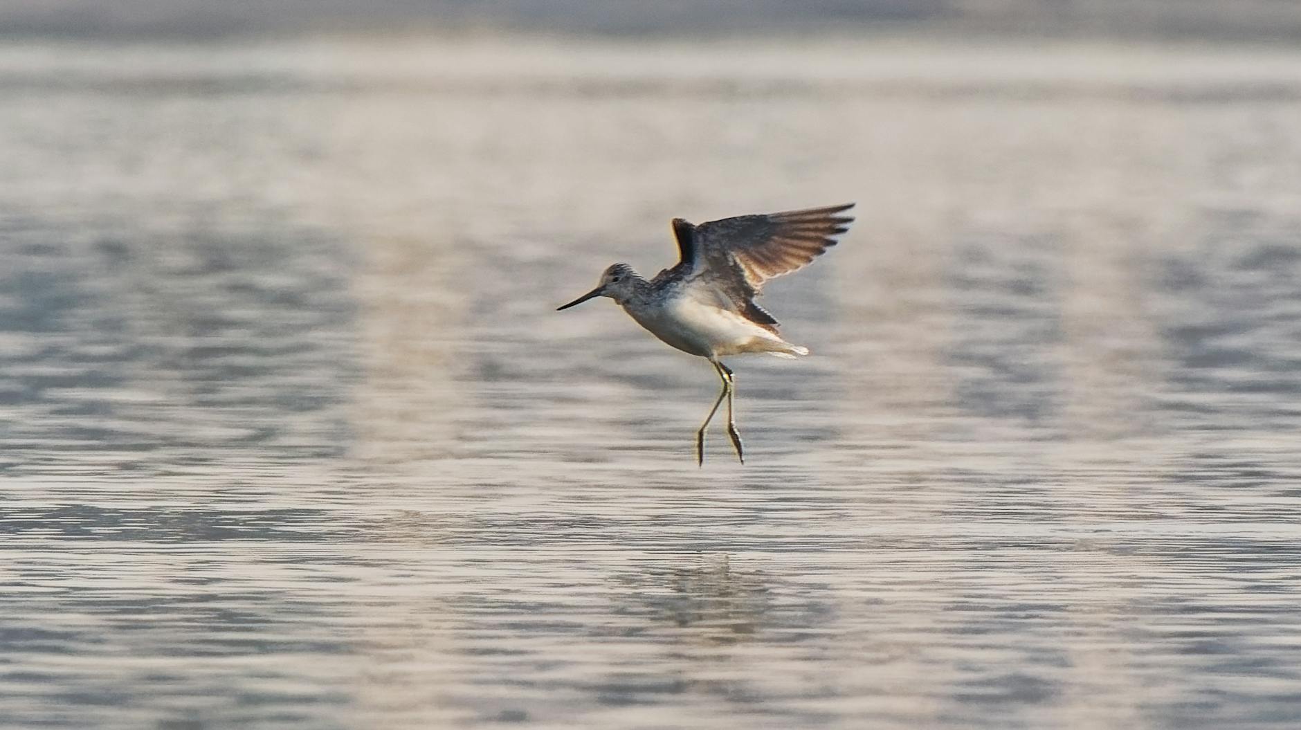 Wading bird Cornwall estuary
