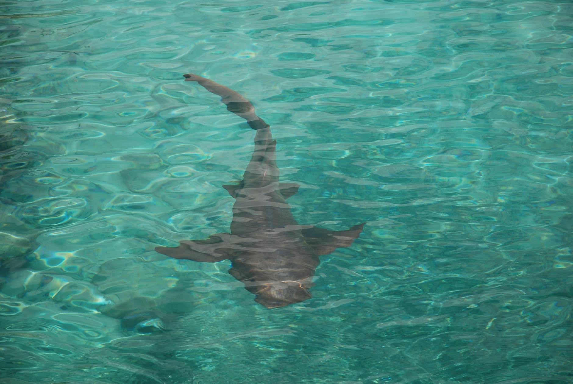 Basking shark Cornwall surface