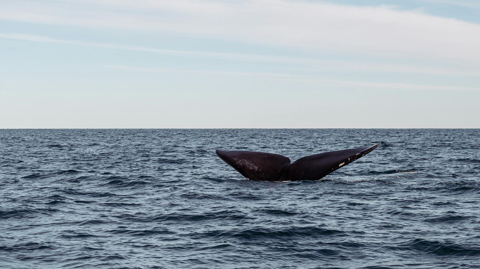Whale wildlife Cornwall ocean