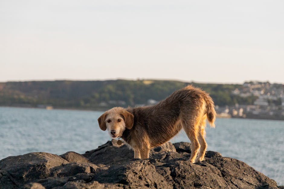 Dog standing on rocky beach at Penzance Cornwall