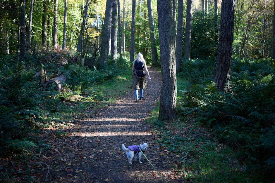 Woman walking dog on autumn forest path in Cornwall