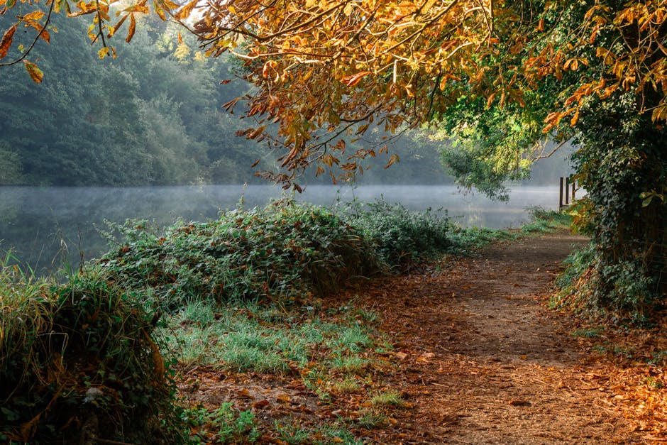 Forest path beside a misty river — Cornwall woodland river walk