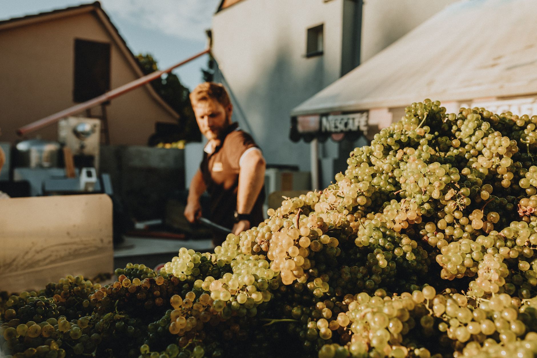Cornwall vineyards - white wine grapes vineyard harvest