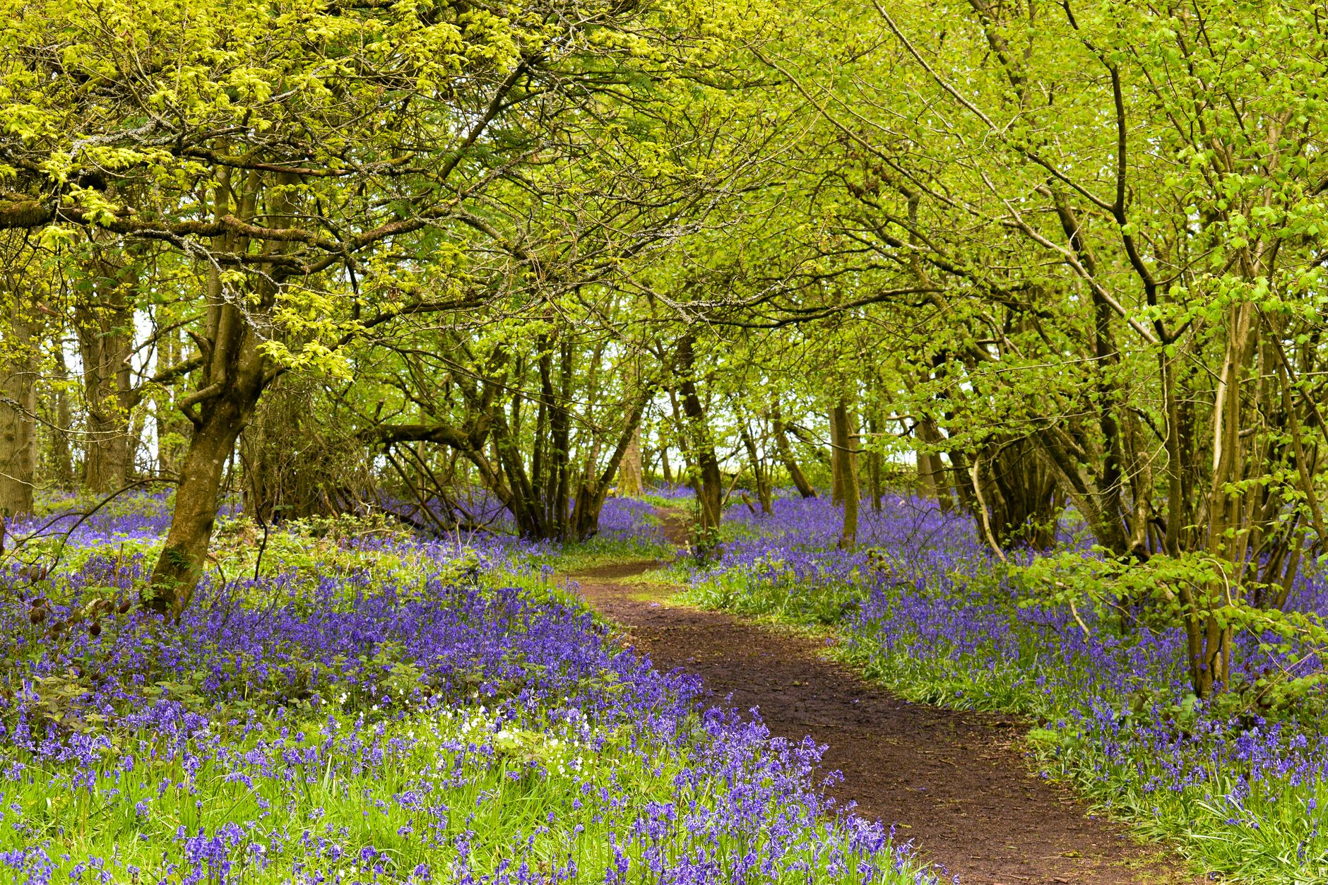 Bluebells carpeting an oak wood beside a path in Cornwall