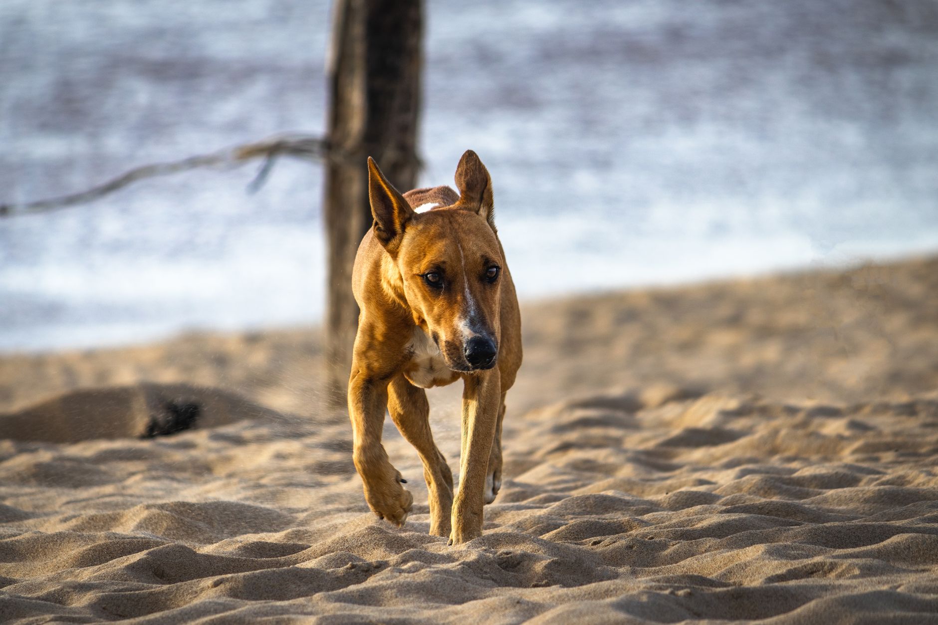 Dog running along the sand on a dog-friendly Cornwall beach