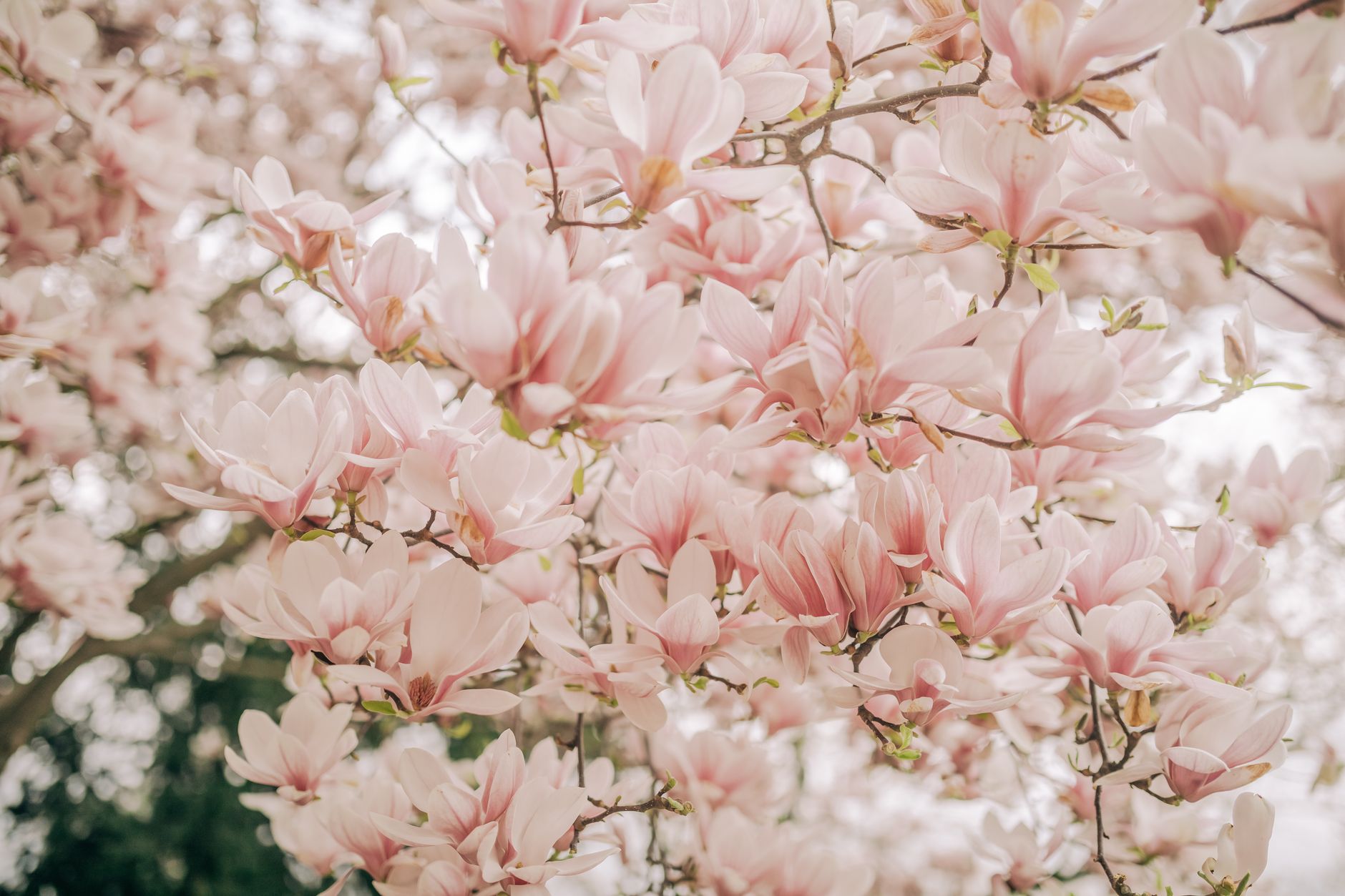 Magnolia trees in full bloom in a Cornish spring garden