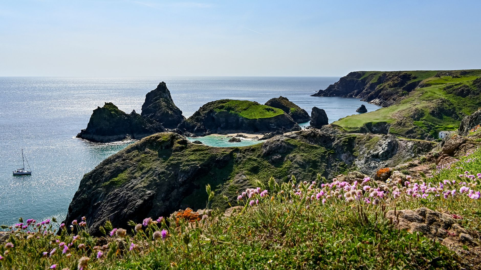 Spring wildflowers carpeting the Lizard clifftops above the sea in Cornwall