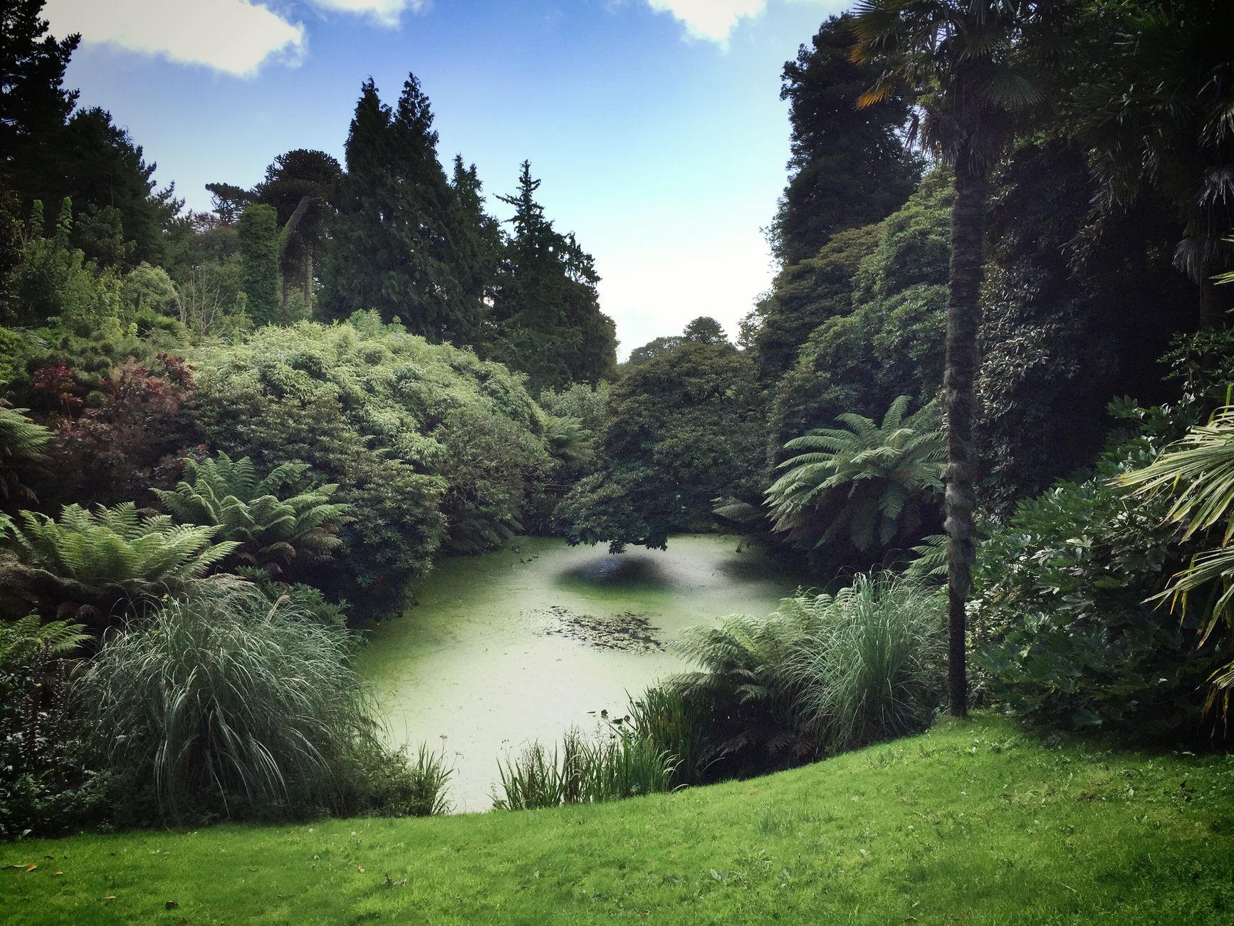 Tree ferns and giant foliage in a subtropical Cornwall valley garden