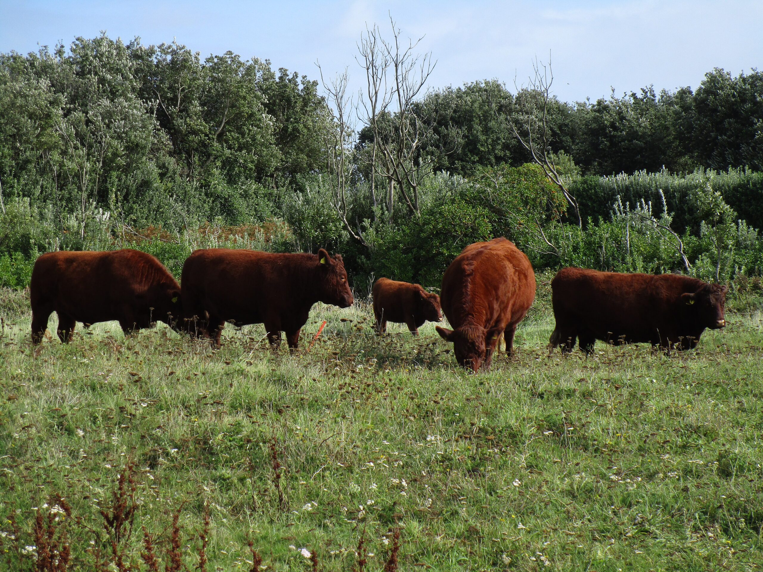 Devon cattle grazing in a field on Bryher, Isles of Scilly