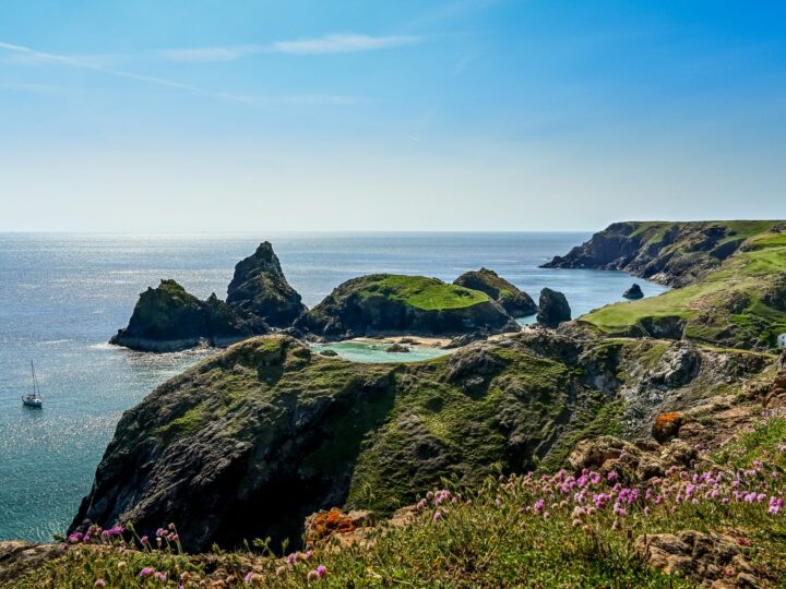 Kynance Cove's rock stacks and turquoise lagoon seen from the clifftop, with pink thrift in the foreground