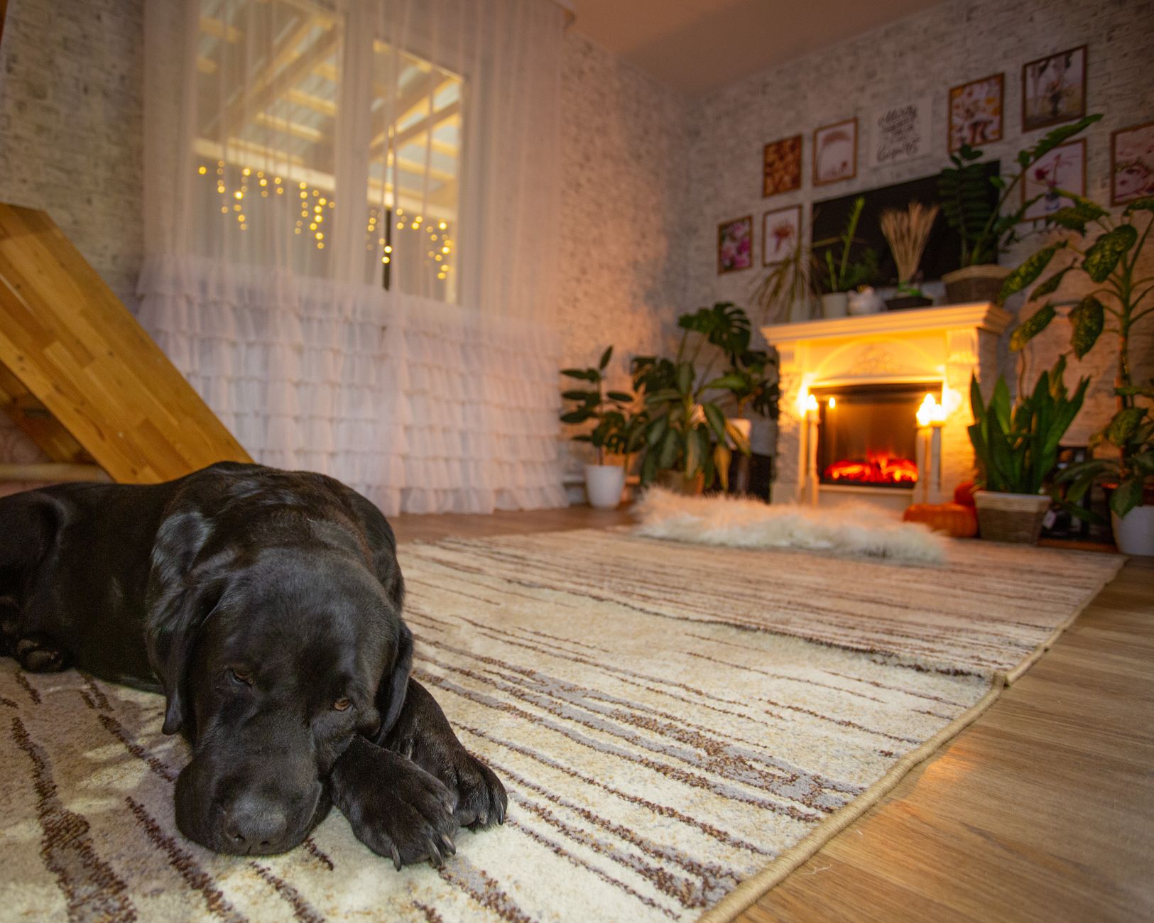 A black Labrador asleep on a rug in front of a fire in a cosy room
