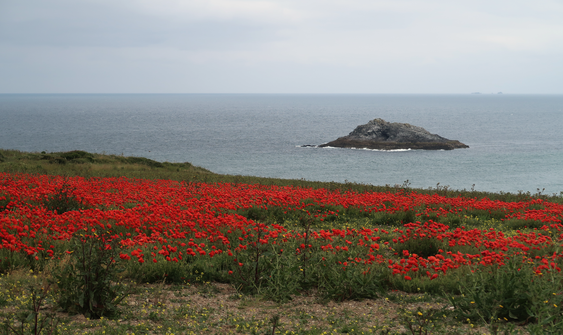 Red poppies on the clifftop above the sea near Sennen, with a rocky islet offshore