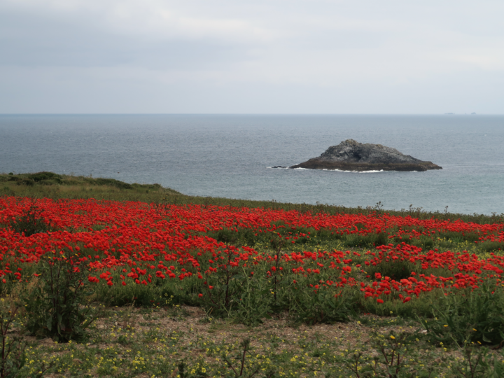 Red poppies on the clifftop above the sea near Sennen, with a rocky islet offshore