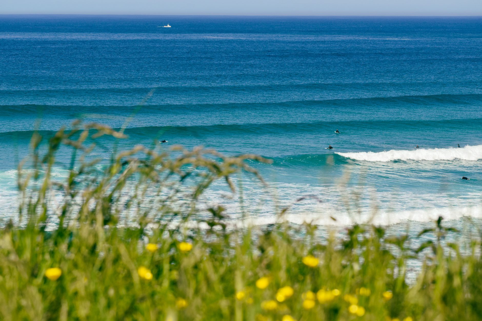 Surfers waiting for waves as lines of Atlantic swell roll in, seen through clifftop grass and buttercups
