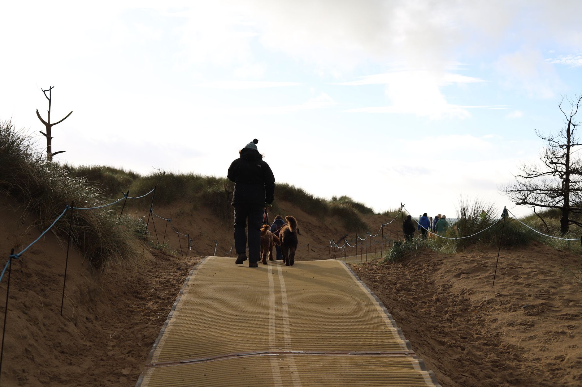 A walker with two dogs on leads crossing a matted path through sand dunes to the beach